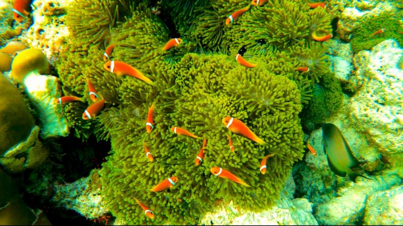 イソギンチャクのおうちのまわりを泳ぐハマクマノミ