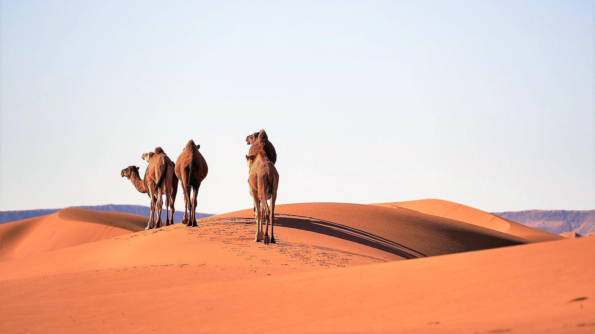 MOROCCO|モロッコ