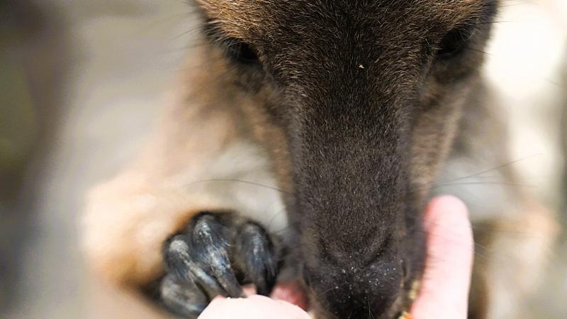 「何かちょうだい？」と、手のひらまでグッと近づいてくる人懐っこいカンガルー 