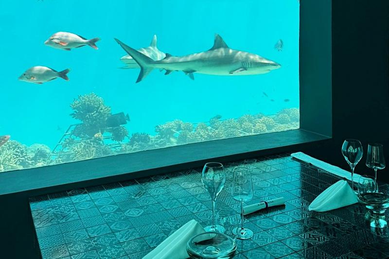 テーブルの真ん前からたくさんの魚をみることができます