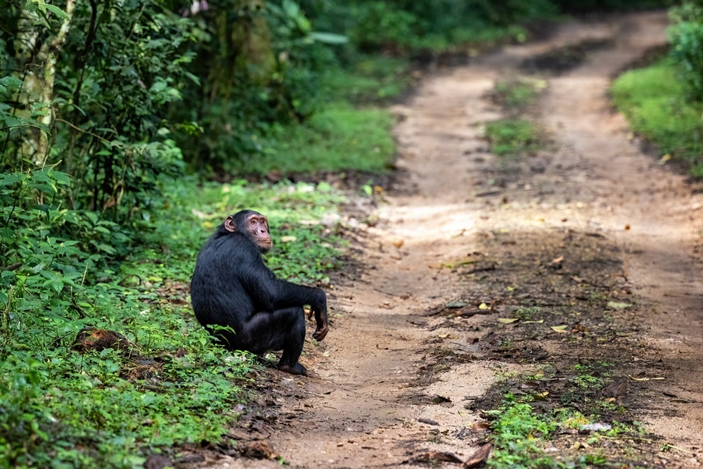 Kibale National Park|キバレ国立公園