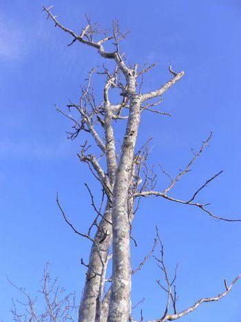 パロサント･･聖なる木