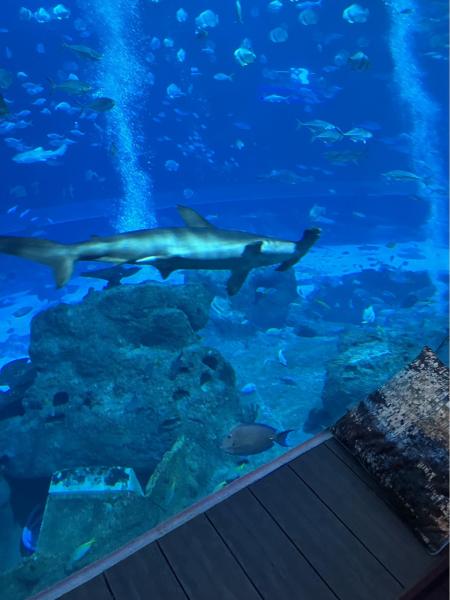 昼のハンマーヘッドシャーク