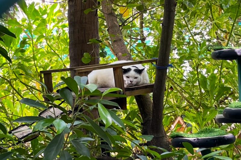 なぜかキャットタワーもたくさんありました（笑）