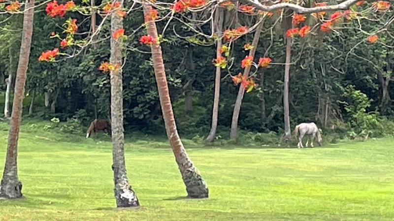 ゴルフコースの周囲では乗馬体験もできます