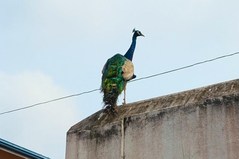 クジャクの後ろ姿