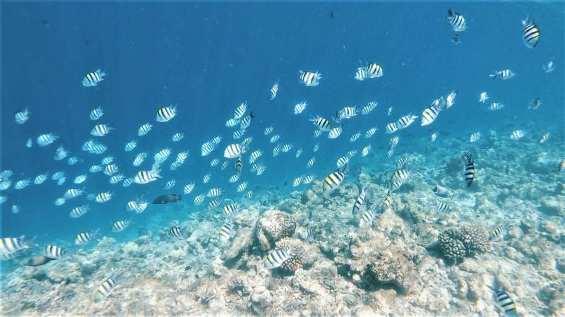 【環礁/移動手段で選ぶ】モルディブには、36の環礁（サンゴ礁だけが輪のようになってつながっている状態）がございます。この環礁はそれぞれ特徴がございますので、どのような滞在をされたいかで、ご自分に合った環礁を選ぶとリゾート選びがスムーズです。また、玄関口となるマーレからその環礁がどのくらい離れているかで、移動方法が変わってきます。《スピードボート利用》北マーレ環礁、南マーレ環礁に位置するリゾートなら、スピードボートでマーレ到着日にそのまま移動できます。《水上飛行機／国内線利用》マーレから離れた環礁にあるリゾートでは、水上飛行機あるいは国内線利用となります。天気がよければ、美しい環礁を眺める遊覧飛行を楽しむことができます。マーレ到着が遅い時間になると、マーレ1泊が必要となります。※写真をクリックすると、環礁別リゾート一覧のページに飛びます。