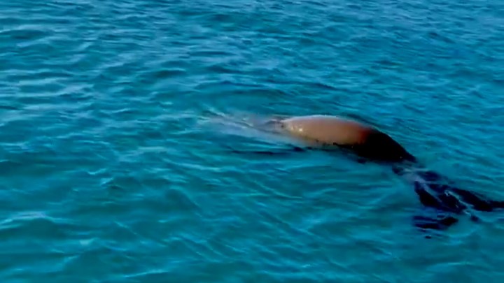 顔を出したら、また海中にまた戻っていきます（笑）
