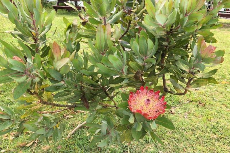 南アフリカの国花　キングプロテア