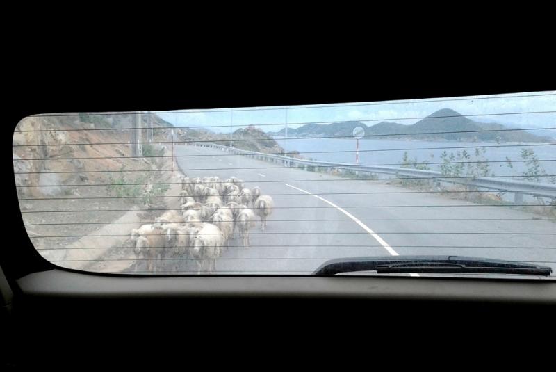 空港からアマノイに向かうドライブ中、悠々と歩くヤギの群れに遭遇