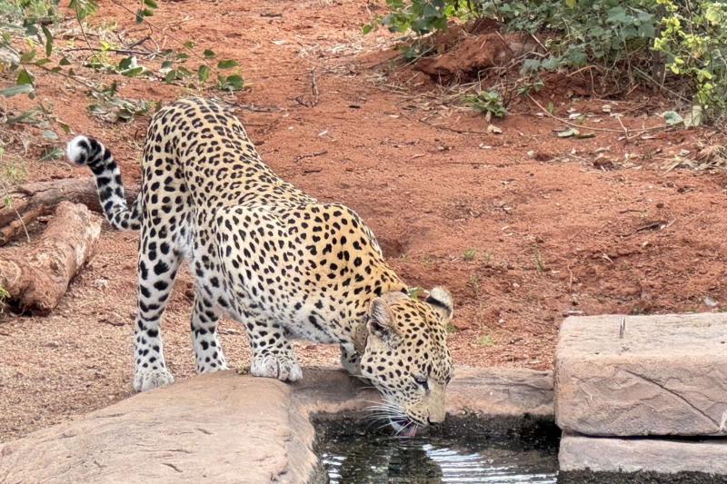 水を飲むお母さんヒョウ