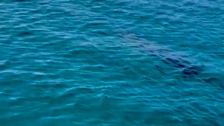 船から海面を見ていると、右から黒い影が…！