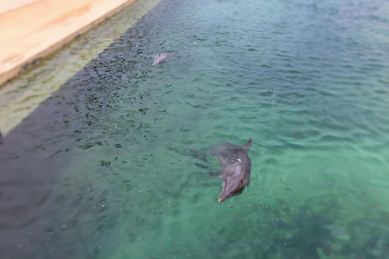 リゾート内には、イルカがいるプールもあります！