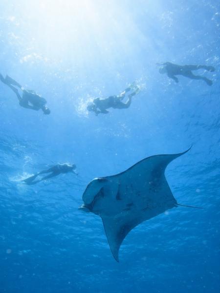 下からマンタを撮れました！