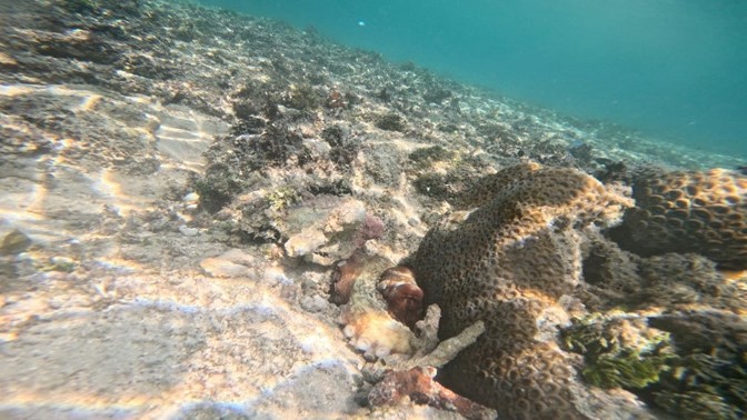 浅瀬なのにタコがいるなんて…！