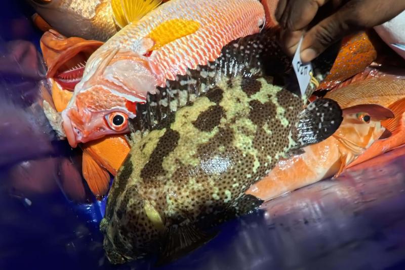 フィッシングトリップで釣ったグールーパー（グレーの魚）は、翌日調理して食べました。レモンバターソースをあわせて、グリルにしていただきました。
