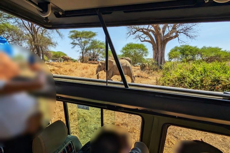 タランギレ国立公園でのサファリ（車窓から見たゾウ）