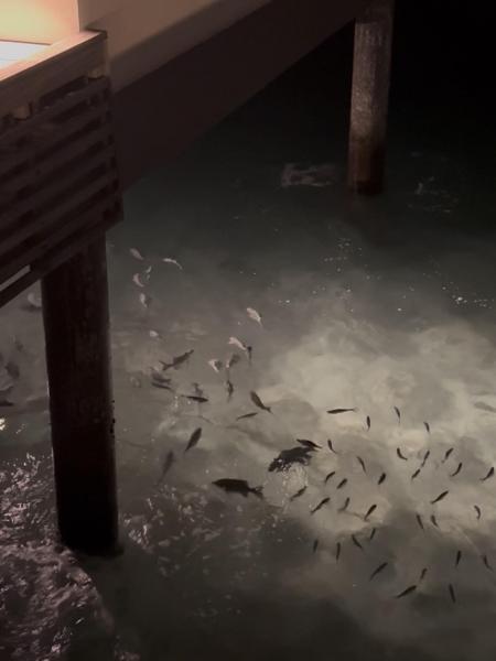 電気をつけたまま夜ヴィラに戻ると、お部屋の周りに魚がいっぱい！