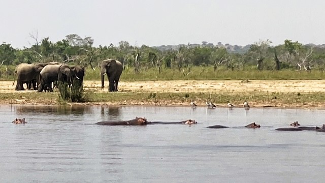 ボートサファリで見られたカバとゾウ