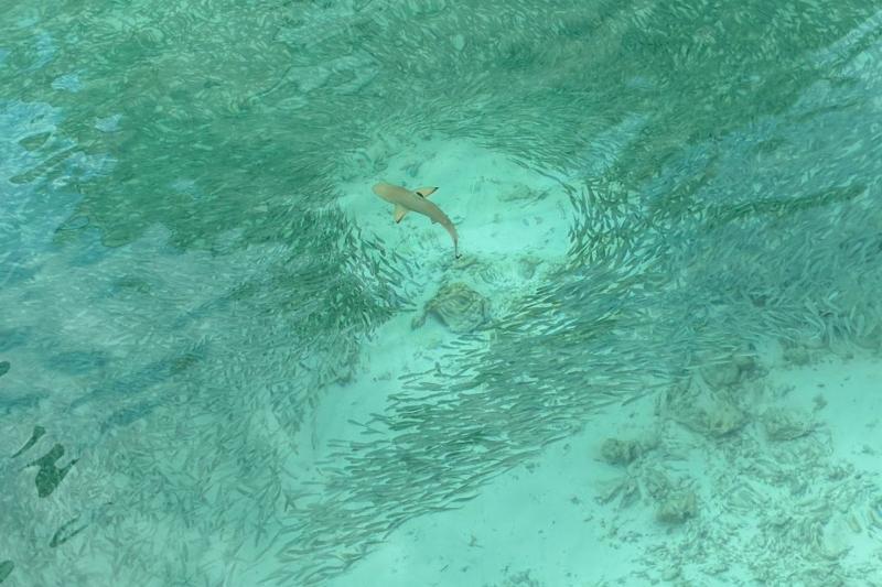 浅瀬で小魚を追うサメを見つけました！