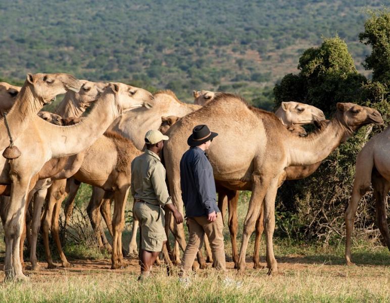 ウォーキングキャメル