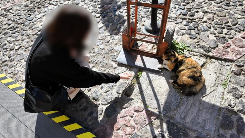 サントリーニ島で出会ったネコちゃん