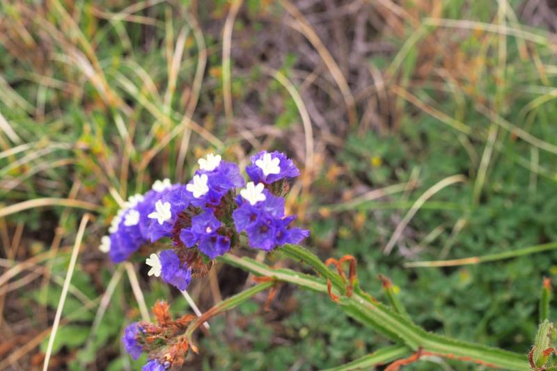 スターチス。花言葉は“変わらぬ心”“途絶えぬ記憶”