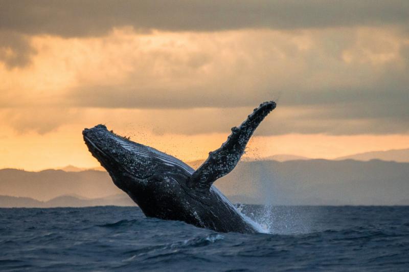ザトウクジラ毎年8～10月頃、マダガスカルの沿岸にやってくるザトウクジラ。特に有名なのが、マダガスカルの東海岸に位置するビーチリゾート、セントマリー島です。出産のためにやってくるクジラを観察できるホエールウォッチングが魅力ですよ。また北西に位置するノシベ周辺でも遭遇できるかもしれません。