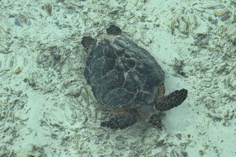 ウミガメにも会えました！