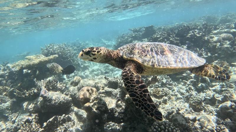 大好きなカメ！ サンゴと相まって、まるで映画『ファインディング・ニモ』の世界です