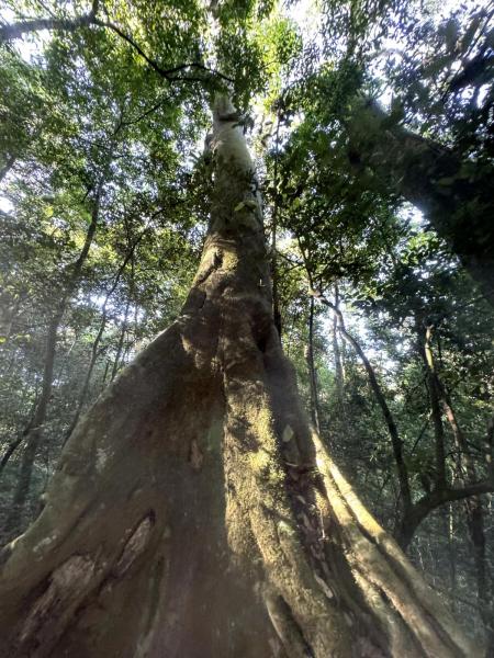 緑の木々の間を進みます