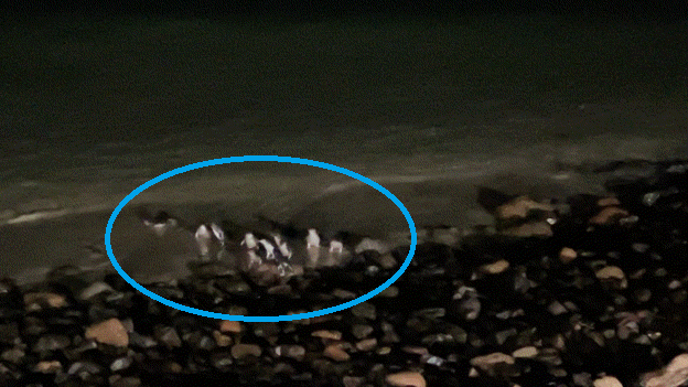 そして、海から続々と出てくるリトルブルーペンギン達
