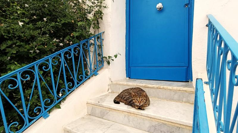 ネコは街の人気者。『ネコ in シディブサイド』という写真集もあるそうです