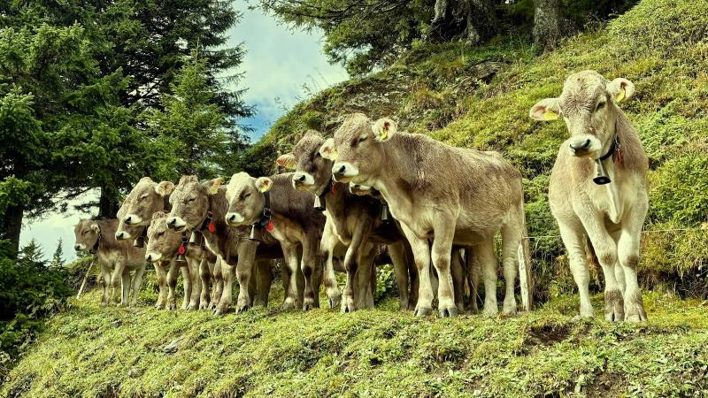 雨が上がるのを仲良く寄り添って待っていた牛たち