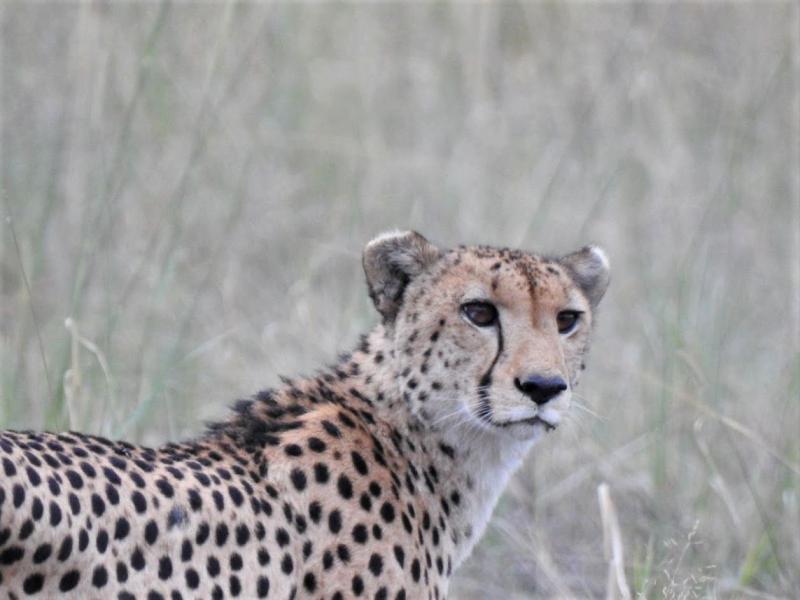 視察レポート 南部アフリカで見られる動物写真集 ボツワナ 南アフリカ 年1月視察 ティースタイル オーダーメイドツアー