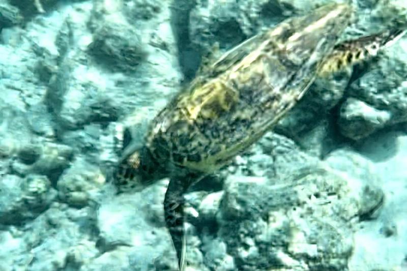 目の前に子供のウミガメが！ 私たちを全く気にせずご飯を食べていました