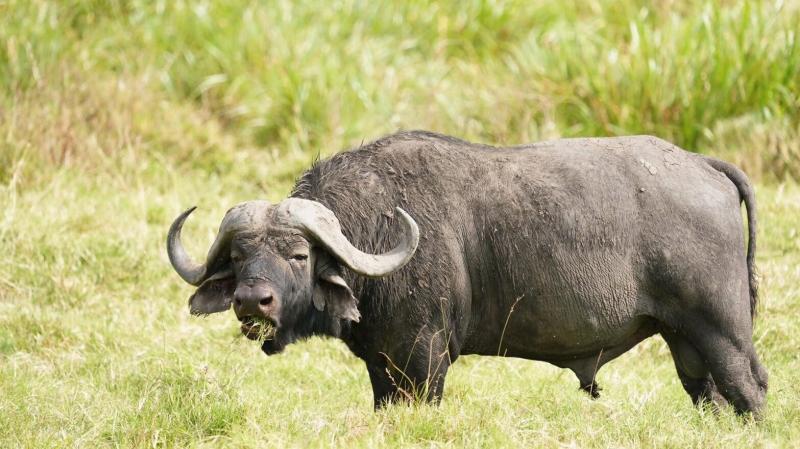 のんびりと草を食べるバッファロー