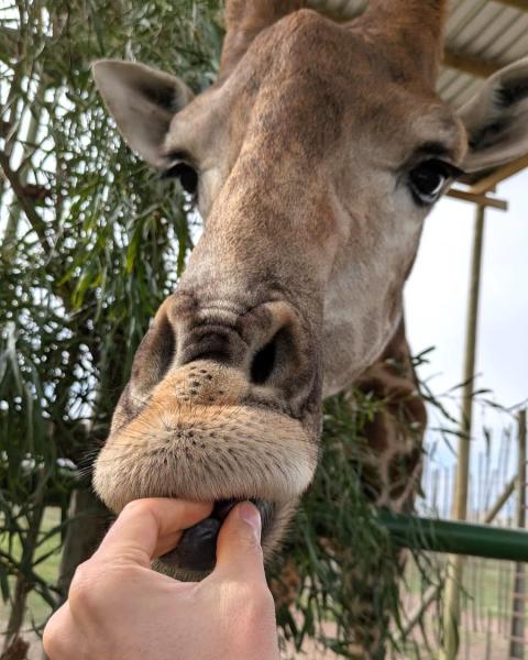 ながーい舌でペロリ。キリンは下の歯がないそうです