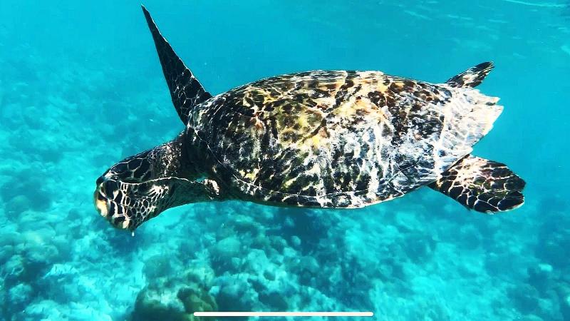 カメに出会うことができました！