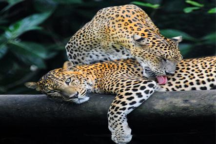 ヤーラ国立公園場所：スリランカ東南端おすすめの時期：1～6月見られる生き物：ヒョウ、ヒグマ、ゾウ、クジャクなど。＊アマンウェラのエクスカーションにあります。クローズ期間あり。