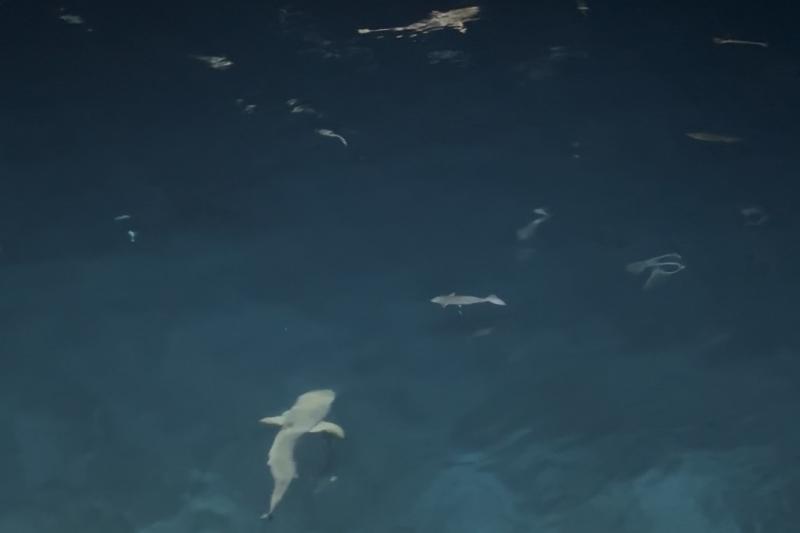 ベイビーシャーク