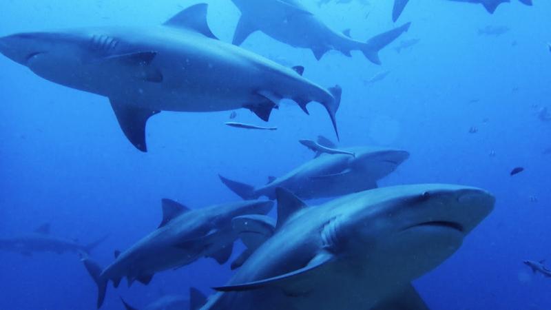 迫力満点！ たくさんのブルシャーク