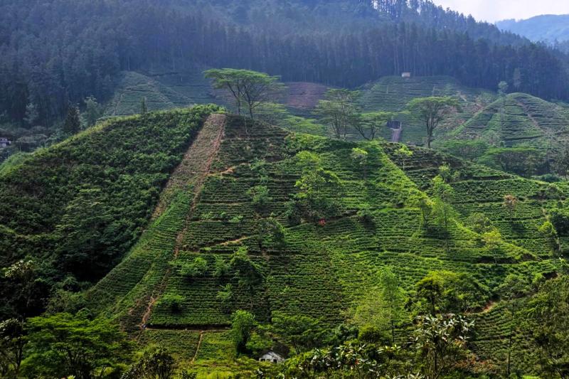 一面茶畑に！！