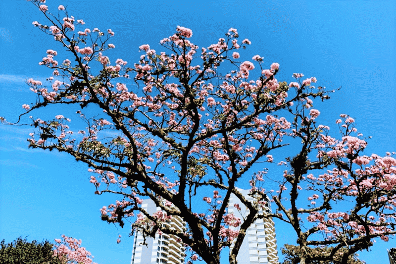 日本の桜を思わせる花が満開。これはオークの花だそうです