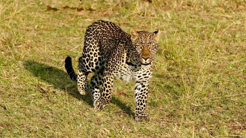  ケニア・マサイマラでのサファリ。朝陽を浴びるヒョウ