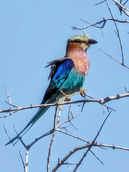 カラフルなライラックニシブッポウソウ