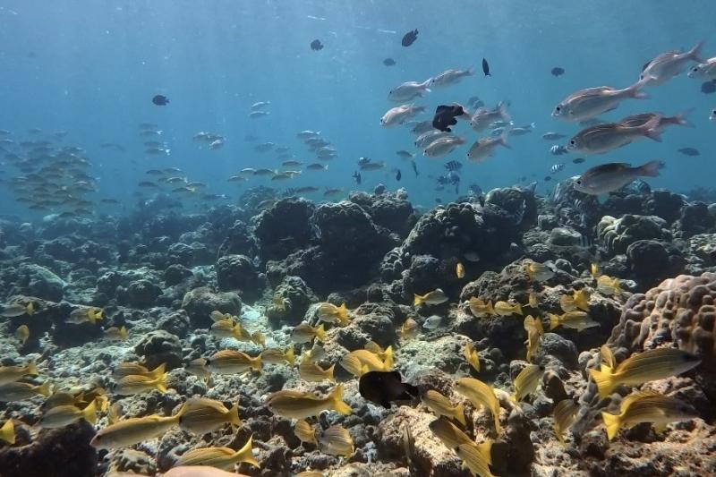 たくさんの魚たち