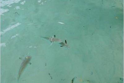 バンガローの下に寄ってくる魚たち