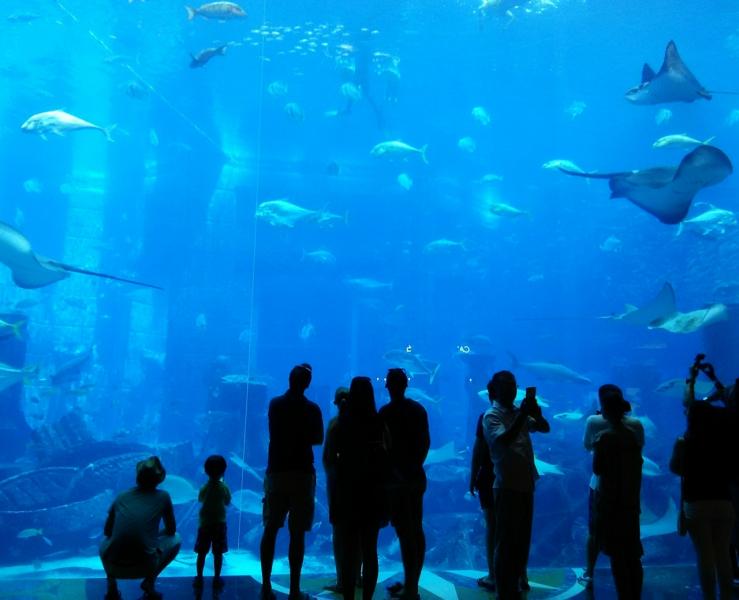 【ドバイ水族館】「ドバイ・モール」内にある水族館。3万以上の海洋生物が展示されています。「ドバイ・モール」にはスケートリンクなどの施設も備わります。