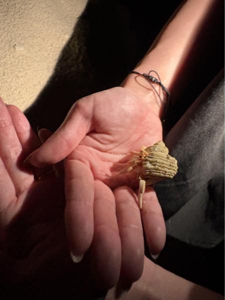 夜のビーチを散歩していると、大きいヤドカリに会えます